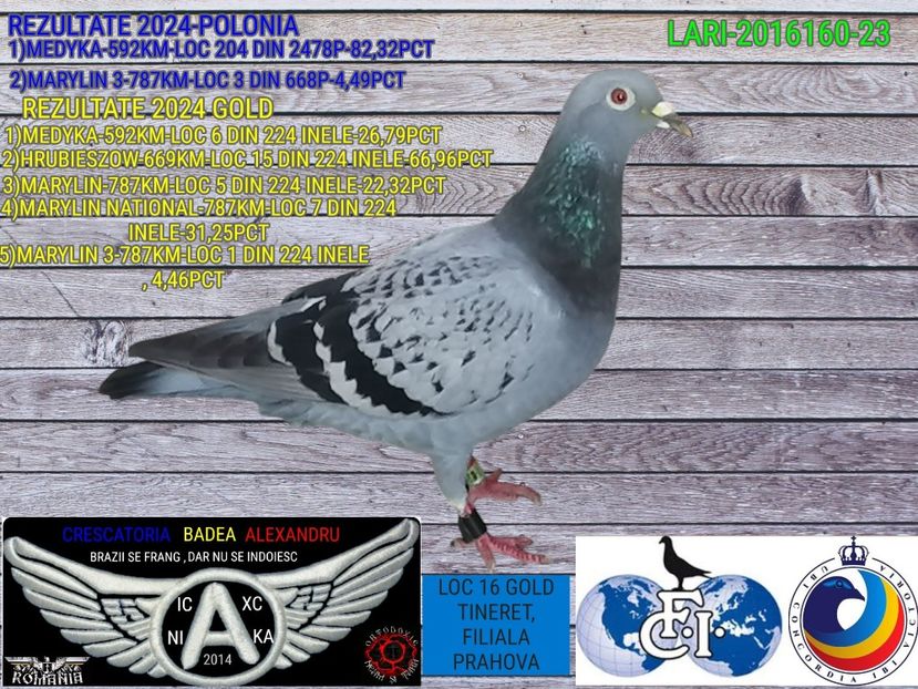 LARI-2016160-23 (1) - 2024-PORUMBEI REPREZENTATIVI COLUMBA