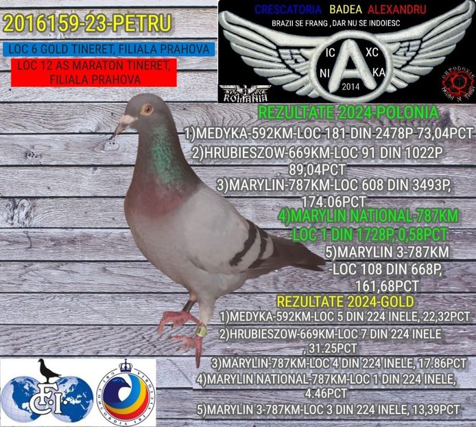 PETRU 2016159-23 (1) - 2024-PORUMBEI REPREZENTATIVI COLUMBA