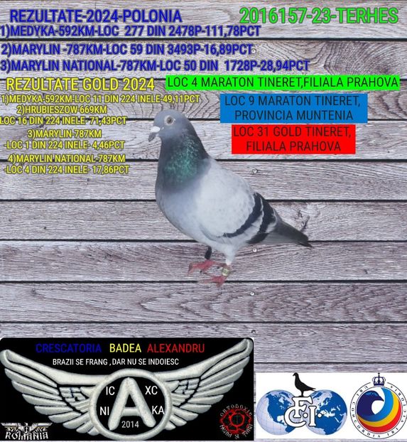 TERHES-2016157-23 (1) - 2024-PORUMBEI REPREZENTATIVI COLUMBA