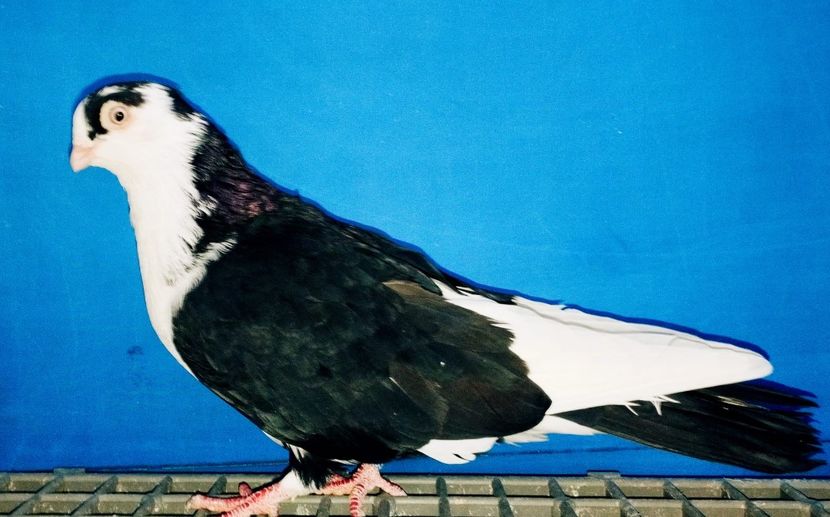 13306  Mascul  2024 - Jucători de Galați