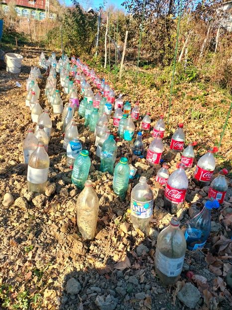 IMG20241106144643 - Noiembrie 2024