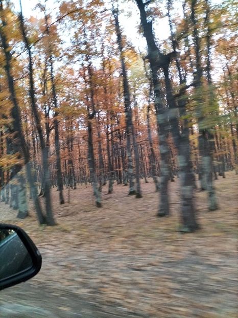 IMG20241101073712 - Noiembrie 2024