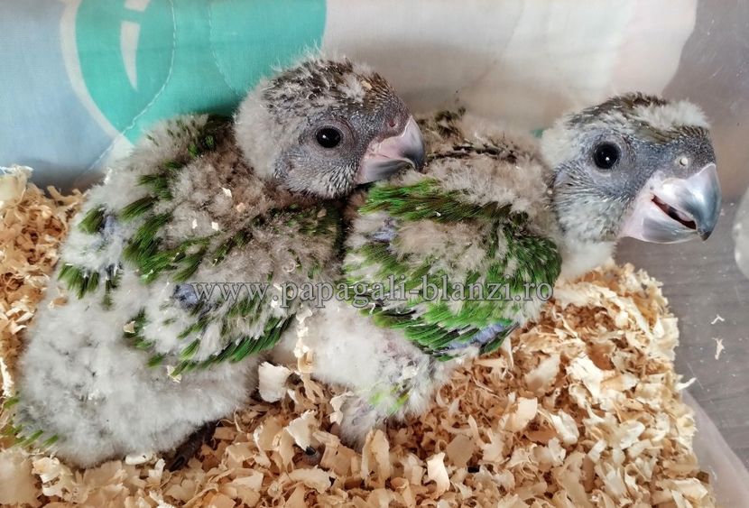 senegali.5 - vand papagali blanzi