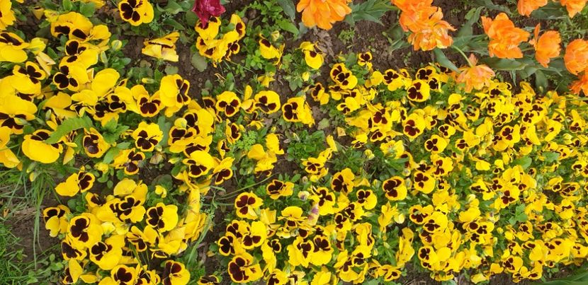  - GRĂDINA PUBLICĂ - GALAȚI