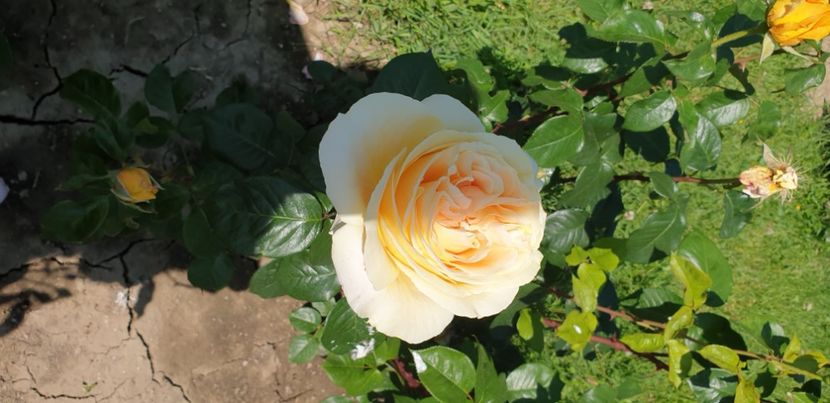  - GRĂDINA BOTANICĂ - GALAȚI