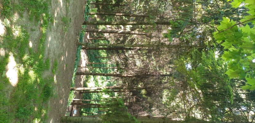  - GRĂDINA BOTANICĂ - GALAȚI