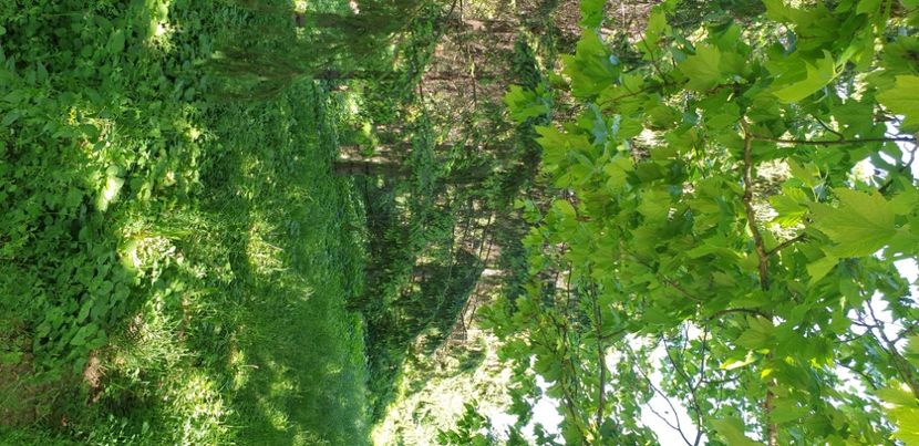  - GRĂDINA BOTANICĂ - GALAȚI