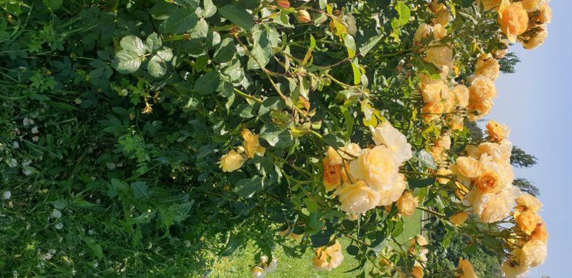  - GRĂDINA BOTANICĂ - GALAȚI