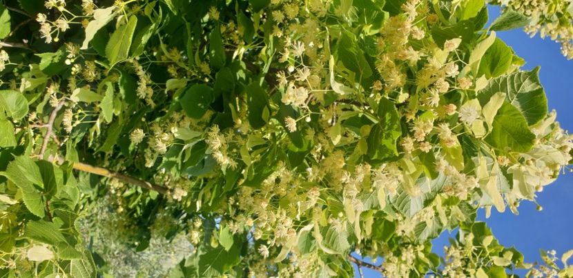  - GRĂDINA BOTANICĂ - GALAȚI