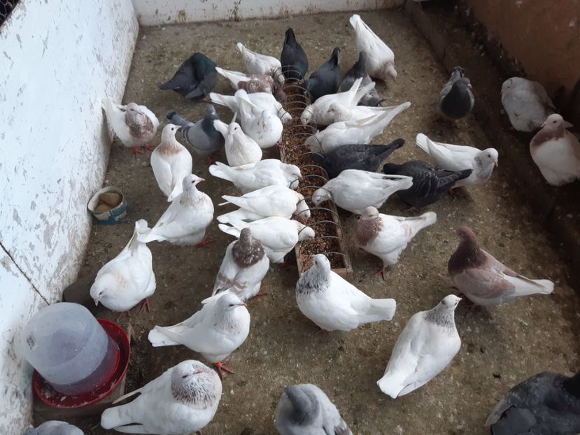  - 09 PUI TEXANI 2024