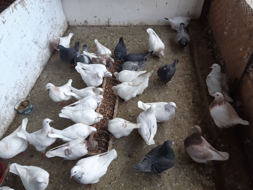  - 09 PUI TEXANI 2024