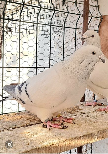 M 2023 - VOIAJOR ROMANESC DE FRUMUSETE MASCULI