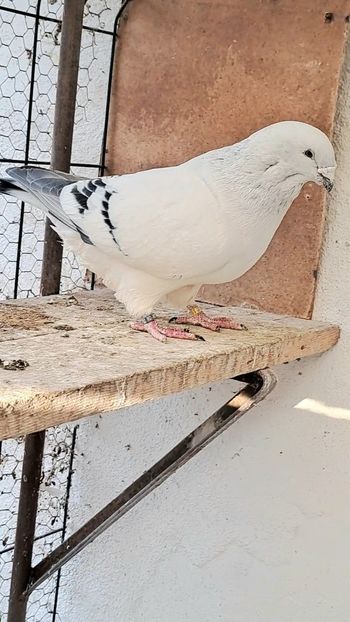 M 2023 - VOIAJOR ROMANESC DE FRUMUSETE MASCULI