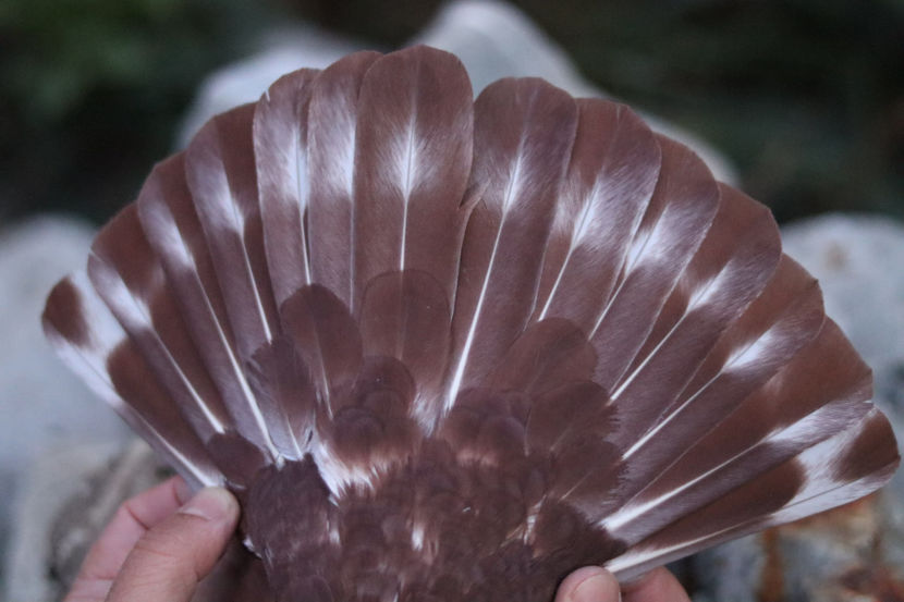  - Chenar la Roșii de Târgoviște - porumbei