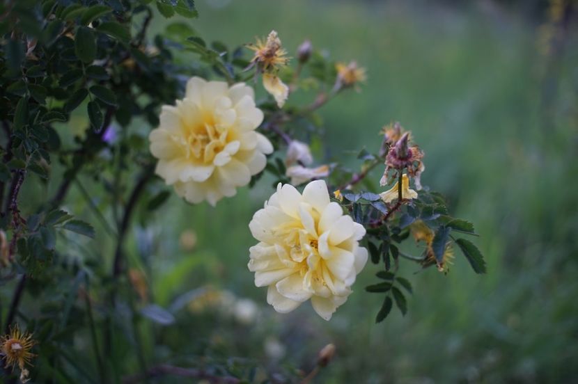  - Rosa Harisonii