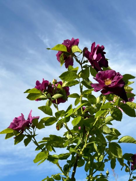 WhatsApp Image 2024-05-16 at 20.49.44 (5) - Rhapsody in Blue