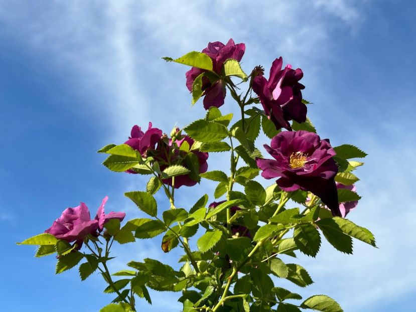 WhatsApp Image 2024-05-16 at 20.49.44 (6) - Rhapsody in Blue