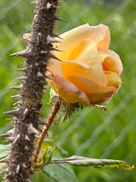 WhatsApp Image 2024-05-23 at 22.30.15 (29) - Golden Moss