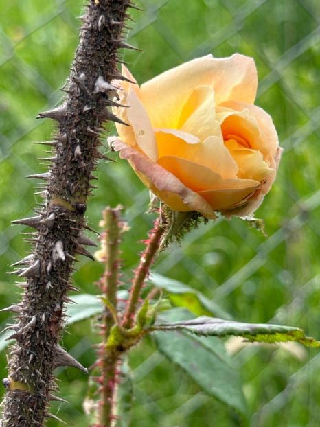 WhatsApp Image 2024-05-23 at 22.30.15 (30) - Golden Moss