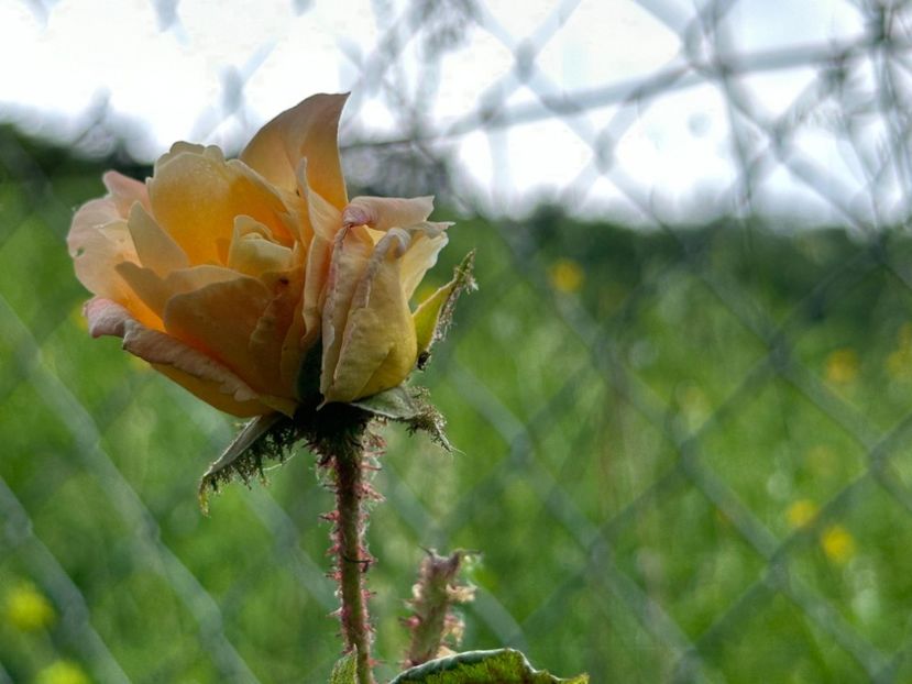 WhatsApp Image 2024-05-23 at 22.30.15 (39) - Golden Moss