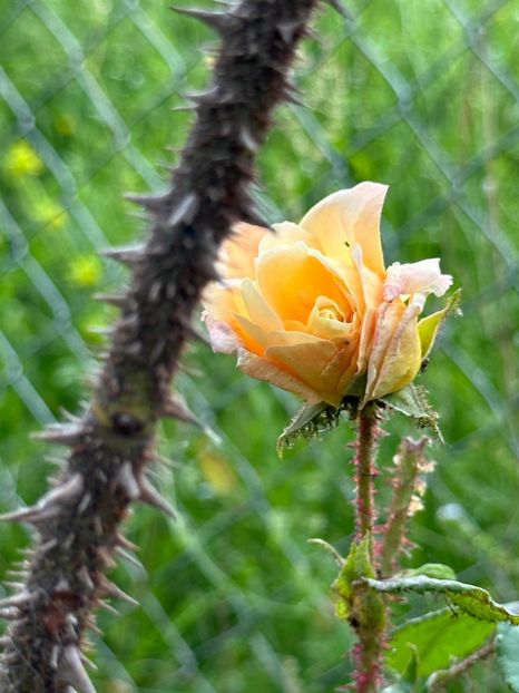 WhatsApp Image 2024-05-23 at 22.30.15 (48) - Golden Moss