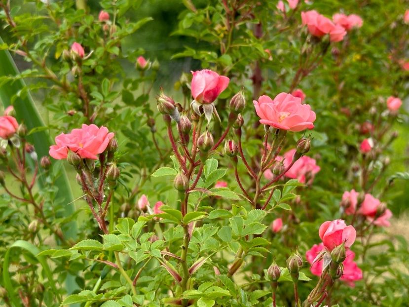 WhatsApp Image 2024-05-23 at 22.30.15 (2) - Ferdy