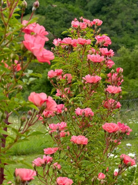 WhatsApp Image 2024-05-23 at 22.30.15 (4) - Ferdy