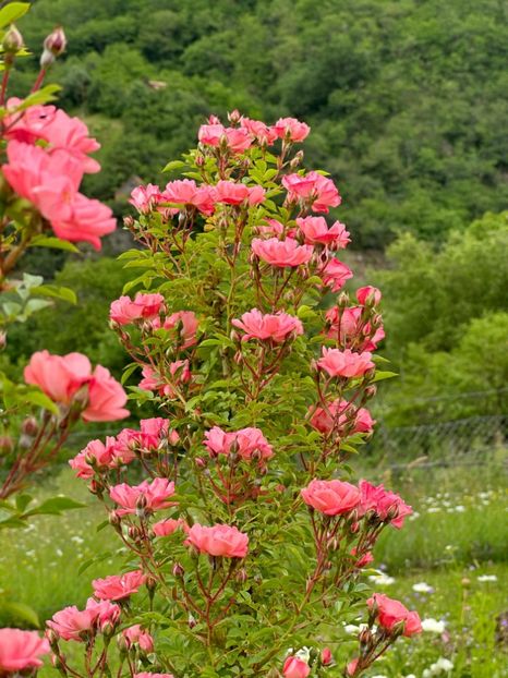 WhatsApp Image 2024-05-23 at 22.30.15 (5) - Ferdy