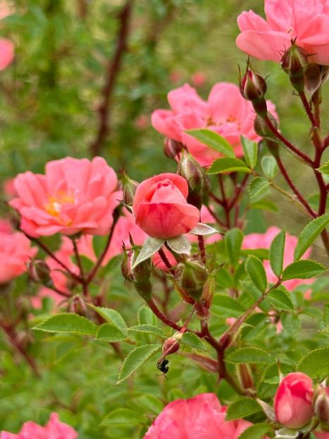 WhatsApp Image 2024-05-23 at 22.30.15 (10) - Ferdy