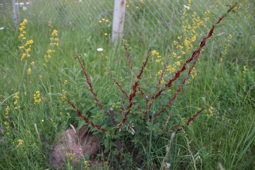 - Rosa omeiensis pteracantha