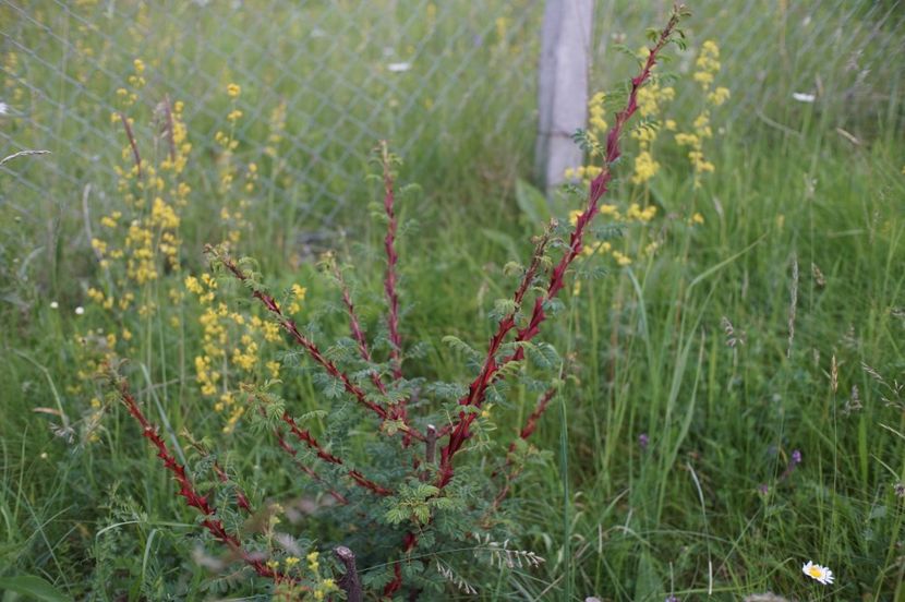  - Rosa omeiensis pteracantha