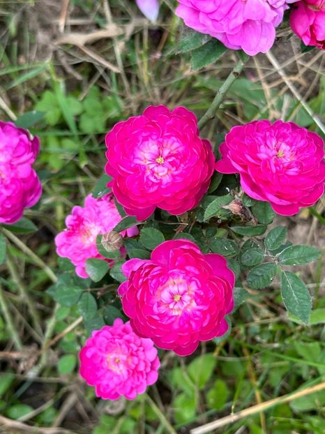 WhatsApp Image 2024-05-23 at 22.30.15 (22) - Burgundian rose