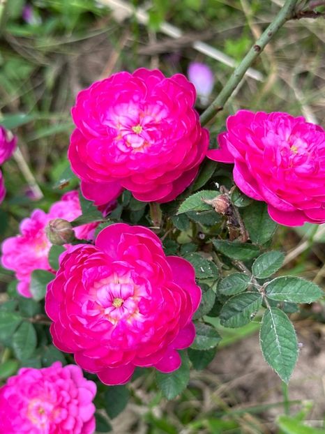 WhatsApp Image 2024-05-23 at 22.30.15 (23) - Burgundian rose