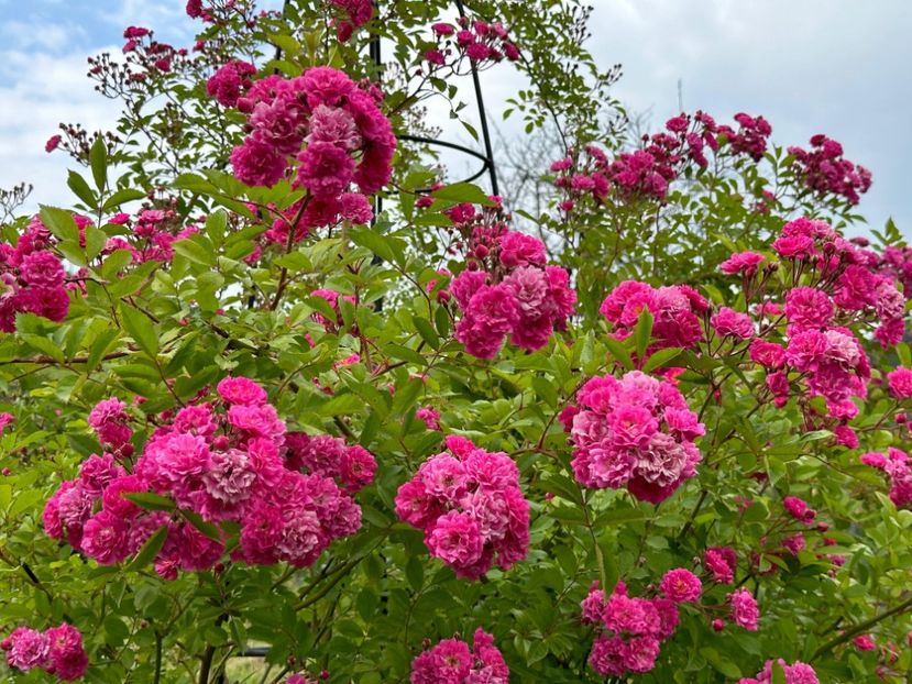 WhatsApp Image 2024-05-23 at 22.30.04 (1) - Dorothy Perkins