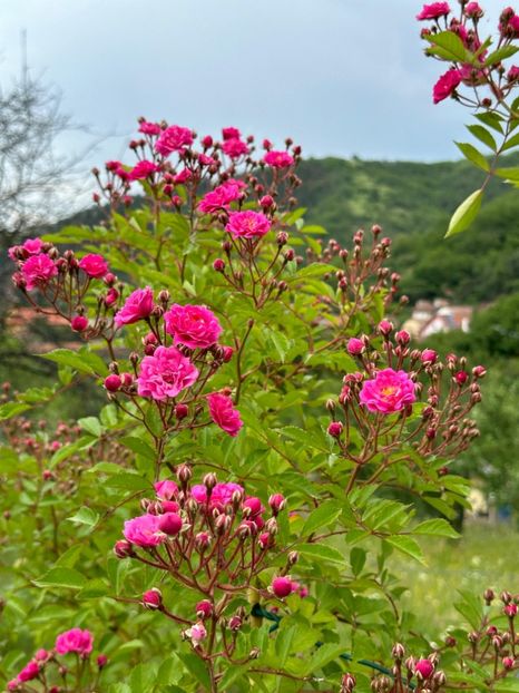 WhatsApp Image 2024-05-23 at 22.30.04 (5) - Dorothy Perkins