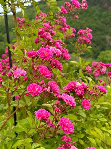 WhatsApp Image 2024-05-23 at 22.30.04 (8) - Dorothy Perkins