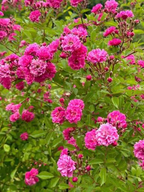 WhatsApp Image 2024-05-23 at 22.30.04 (11) - Dorothy Perkins