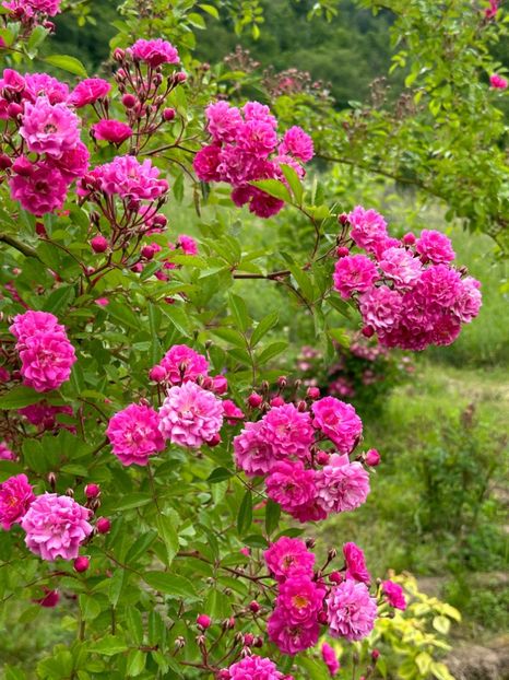 WhatsApp Image 2024-05-23 at 22.30.05 - Dorothy Perkins