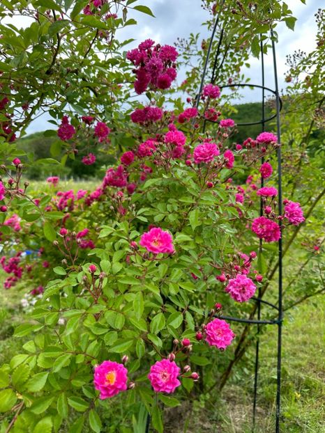 WhatsApp Image 2024-05-23 at 22.30.14 (1) - Dorothy Perkins