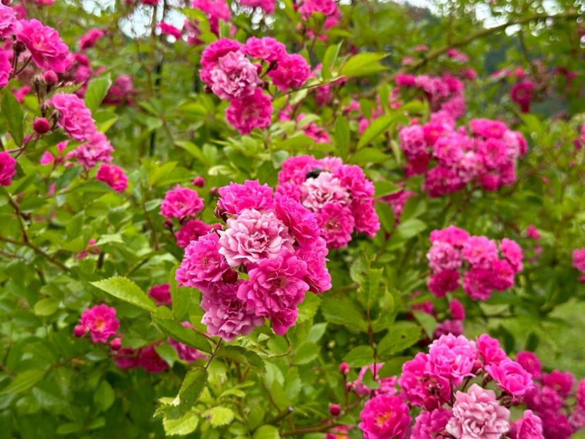 WhatsApp Image 2024-05-23 at 22.30.14 (2) - Dorothy Perkins