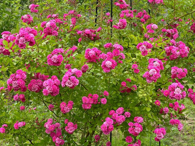 WhatsApp Image 2024-05-23 at 22.30.14 (4) - Dorothy Perkins