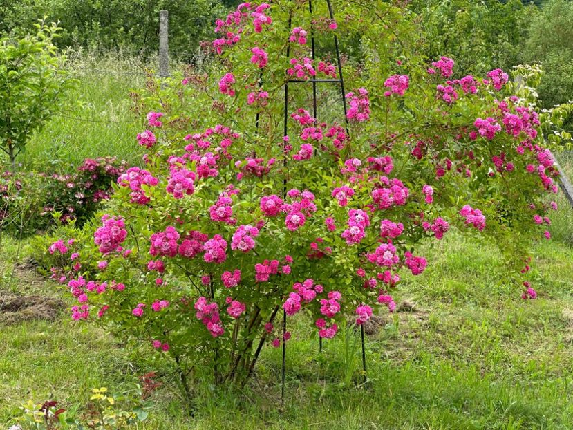 WhatsApp Image 2024-05-23 at 22.30.14 (5) - Dorothy Perkins