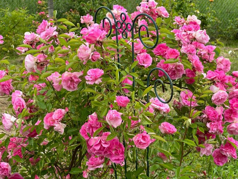 WhatsApp Image 2024-05-23 at 22.30.14 (11) - Tausendschön