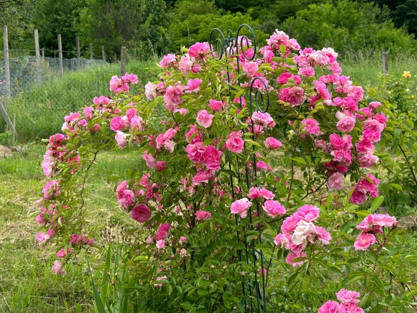 WhatsApp Image 2024-05-23 at 22.30.14 (13) - Tausendschön