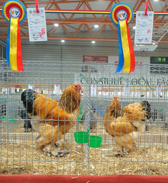  - Campion European 2024 Columbia galben negru