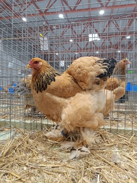  - Campion European 2024 Columbia galben negru