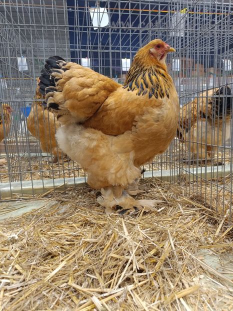  - Campion European 2024 Columbia galben negru