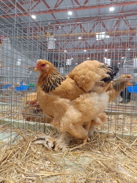  - Campion European 2024 Columbia galben negru