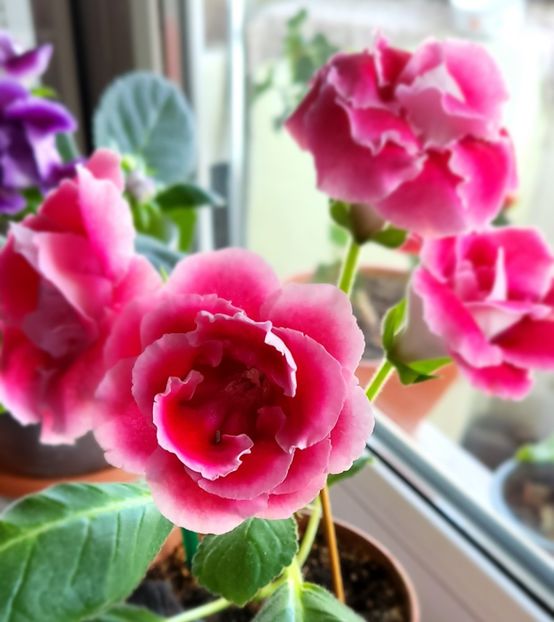 16.11.2024 - Gloxini 2012-2025