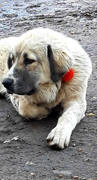  - Ciobanesti Romanesti